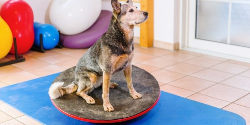 The benefits of therapeutic treatments for animals