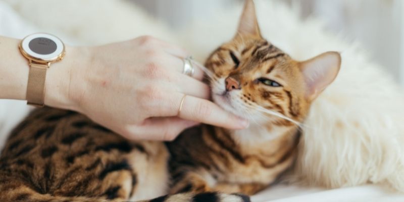 Why should you study Feline Courses