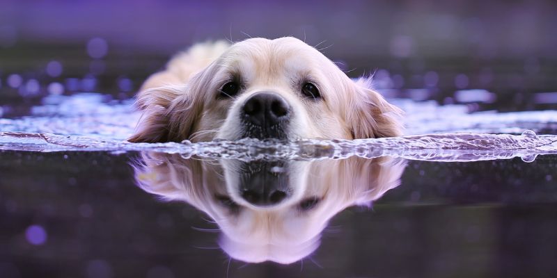 Why you Should Study our Practical Animal Courses