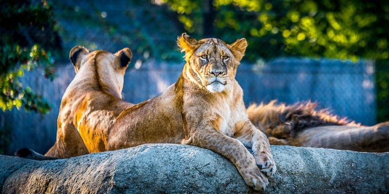 Zoology Courses Online