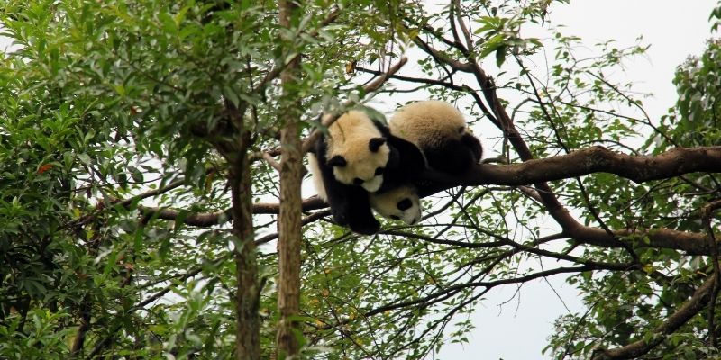 animal conservation q&a faq