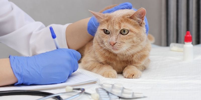 Veterinary physiotherapist