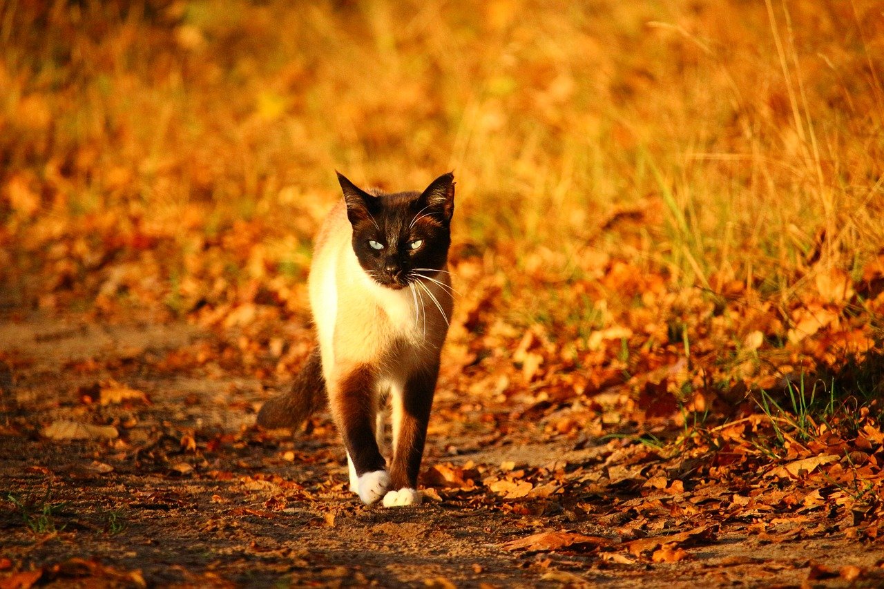 Cat In The Fall