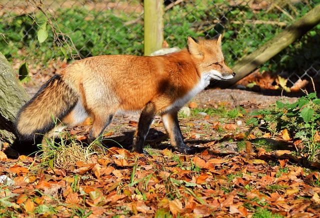 Fox in Jungle