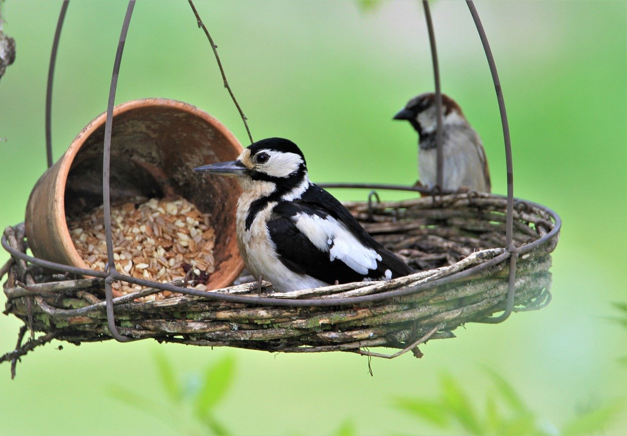 Woodpecker Eating Beach