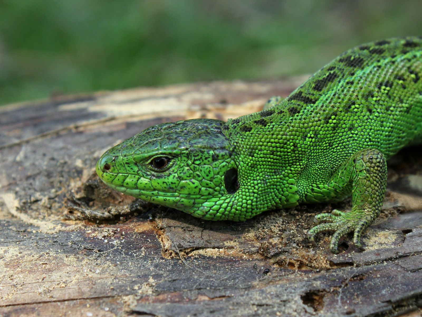 lizards in derbyshire