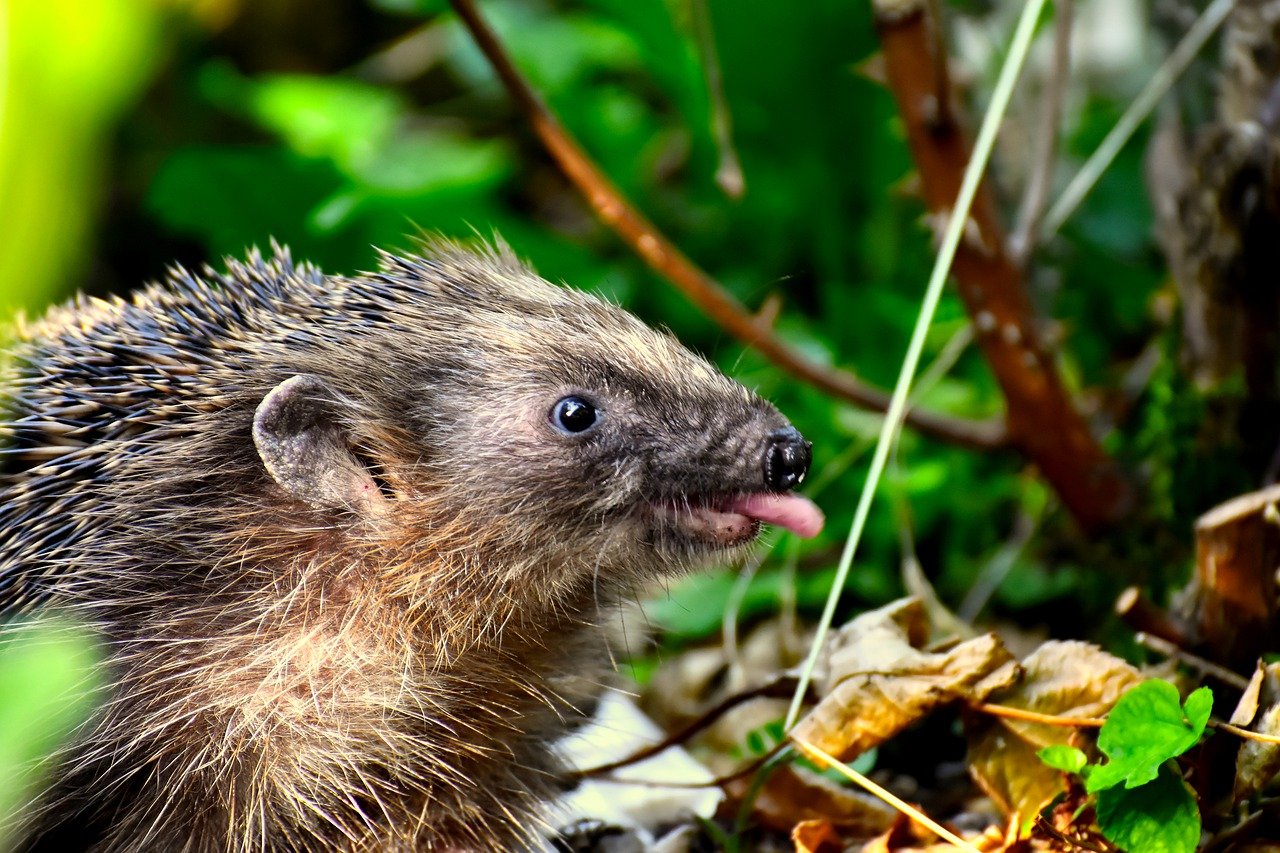 hedgehog Tung