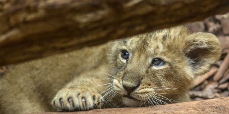 online wildlife conservation courses