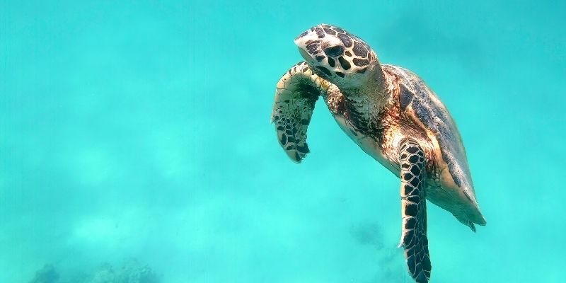 plant and animal conservation animal courses direct