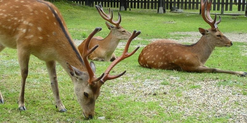 popular wildlife courses