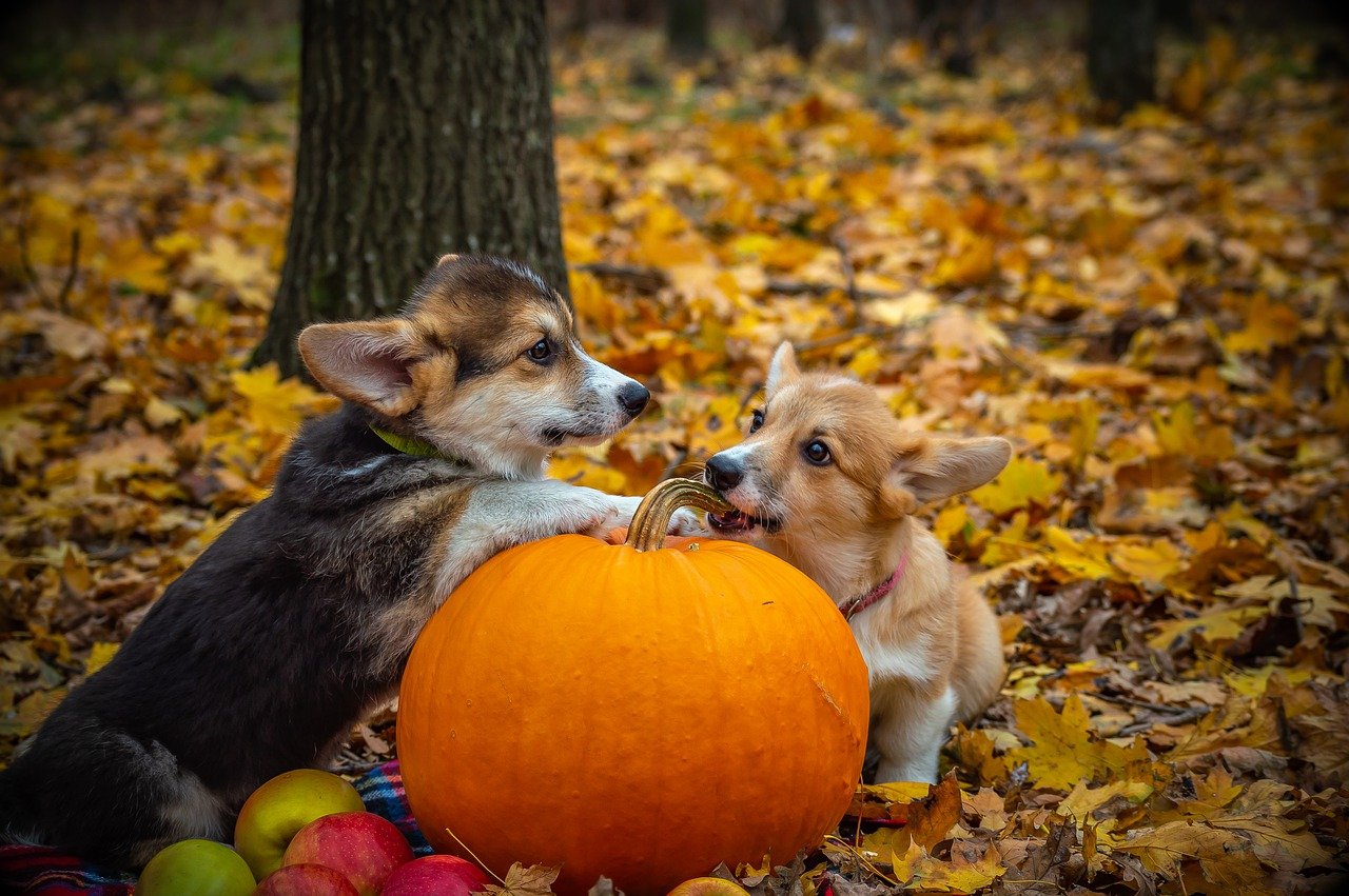 Puppy's Eating Pumpkin