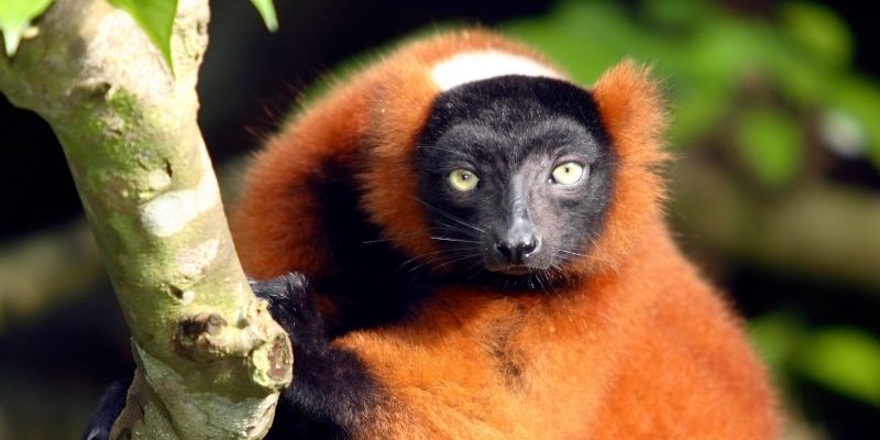 wildlife courses animal courses direct