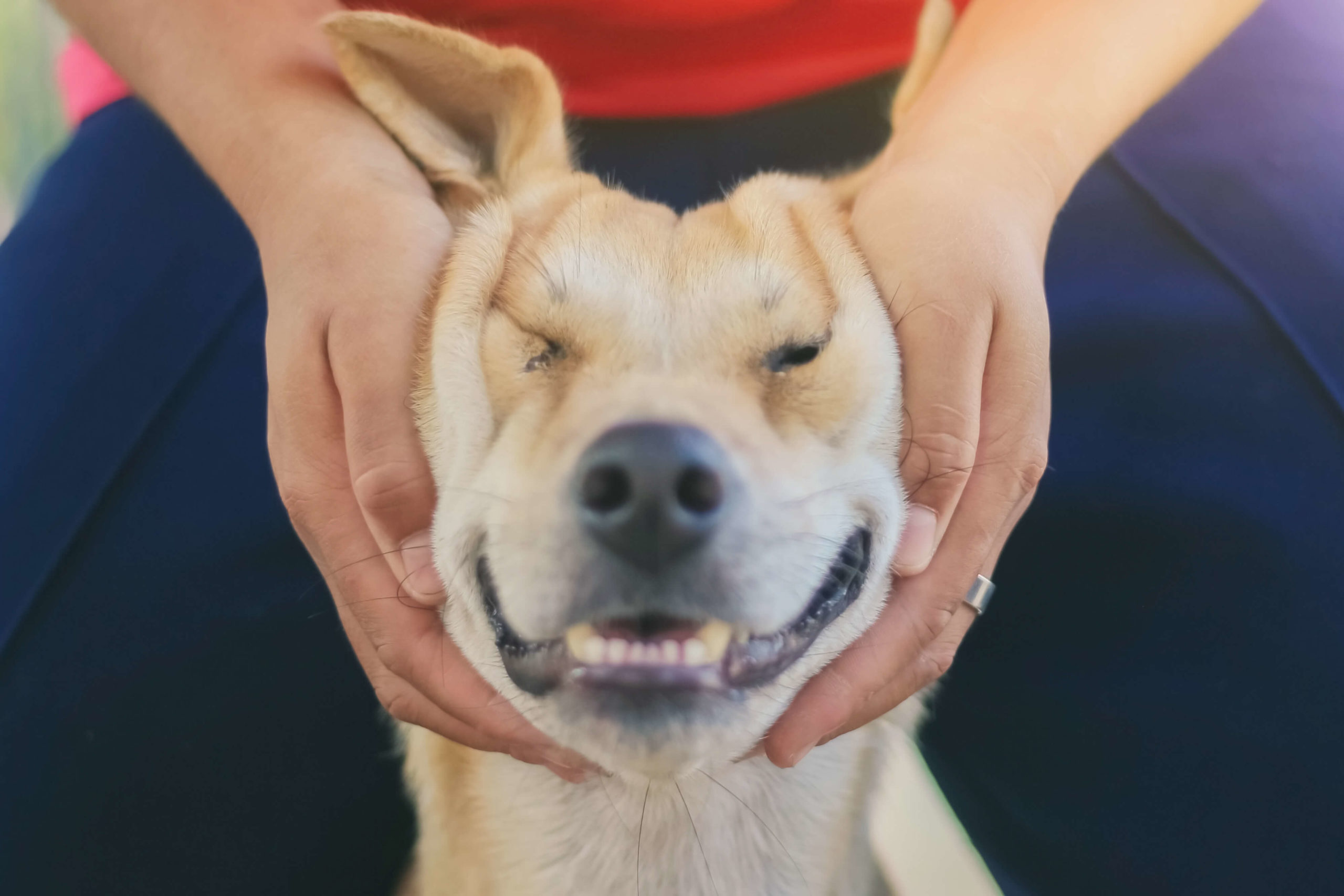 Dog Grasping With Love