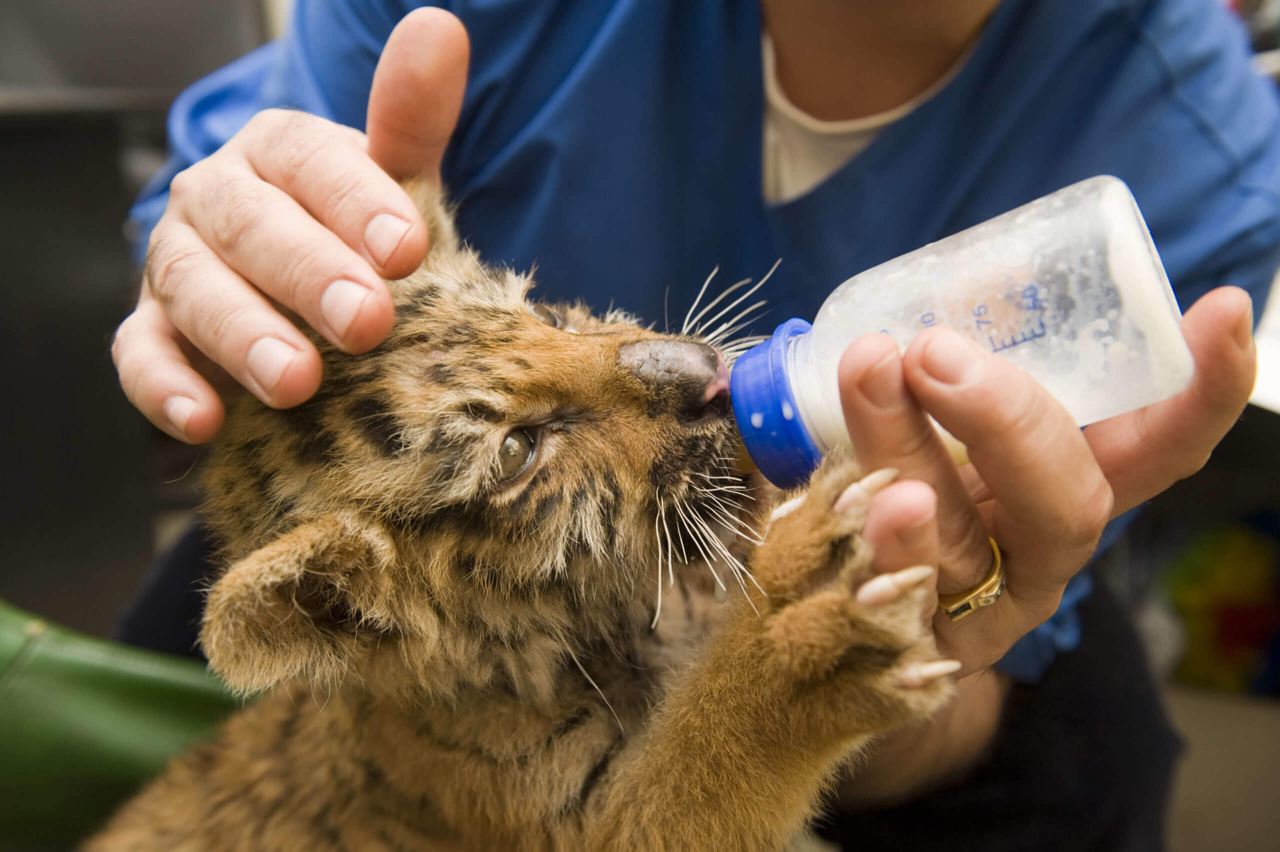 Feeding Baby Tiger