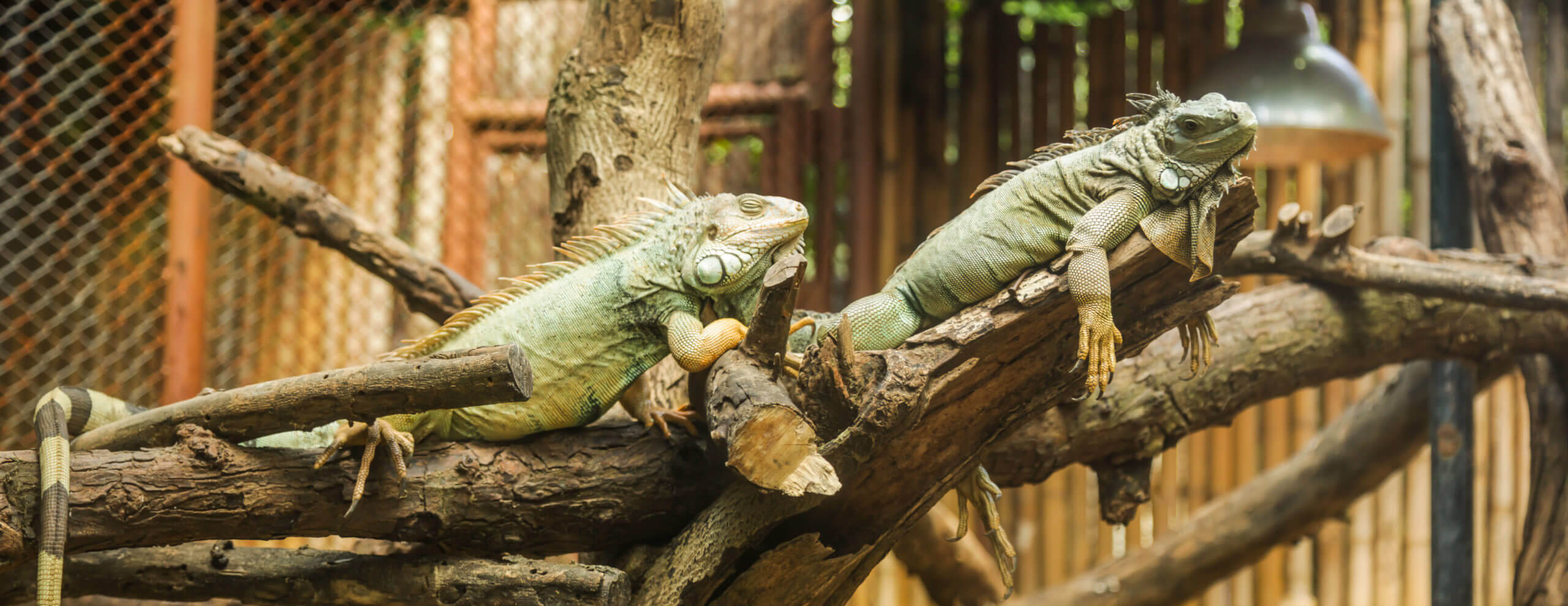 Reptiles on Tree