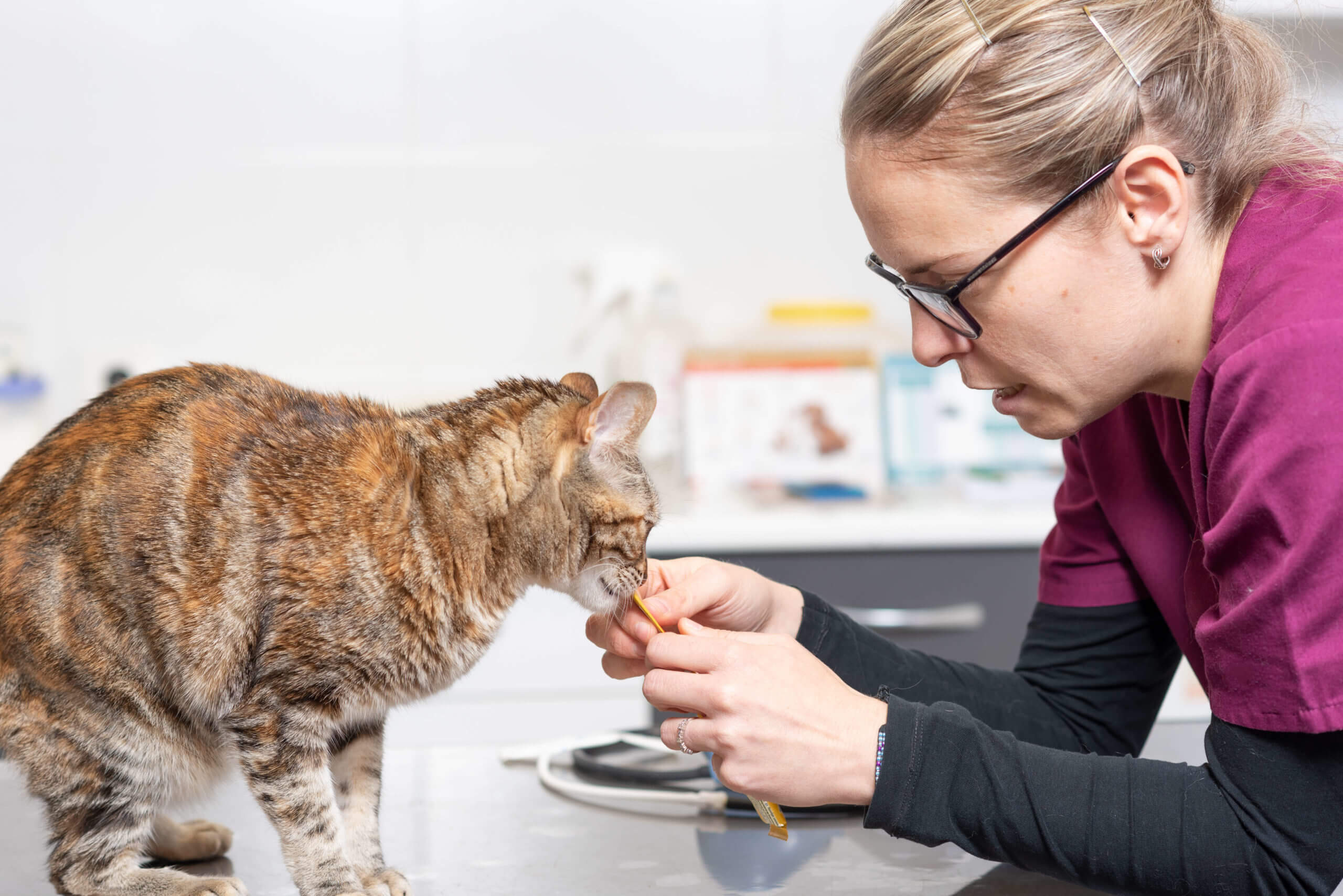 Veterinary Volunteer Jobs