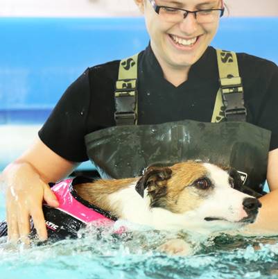 Dog swimming training