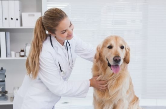 Vet Care Courses