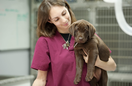 Animal Care Courses