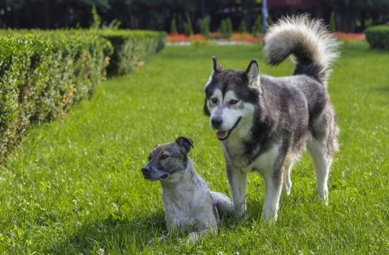 Canine Care Courses