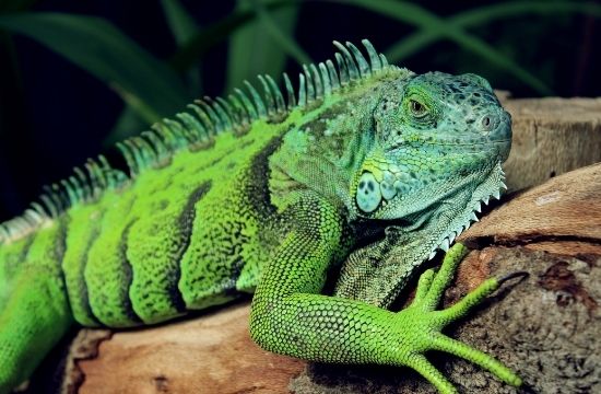 Reptile Courses
