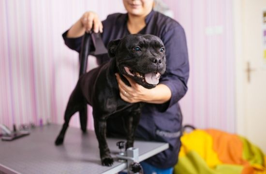 Pet Care Courses