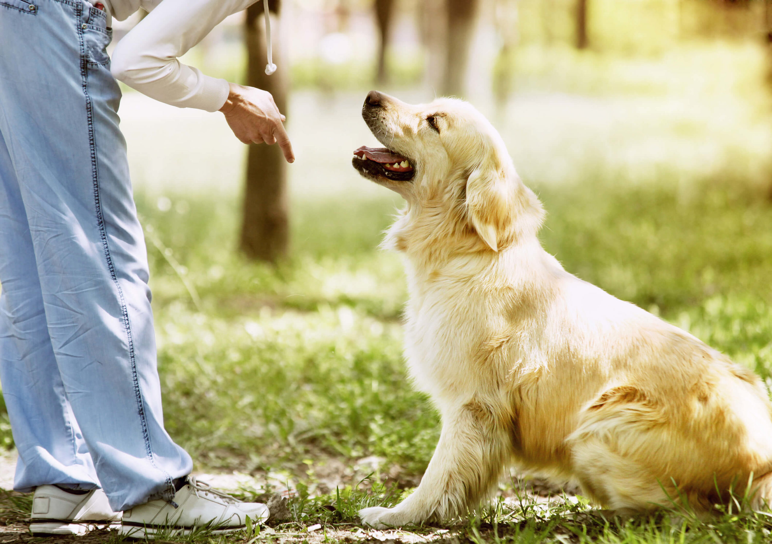 Level 2 Award in Canine Care and Welfare