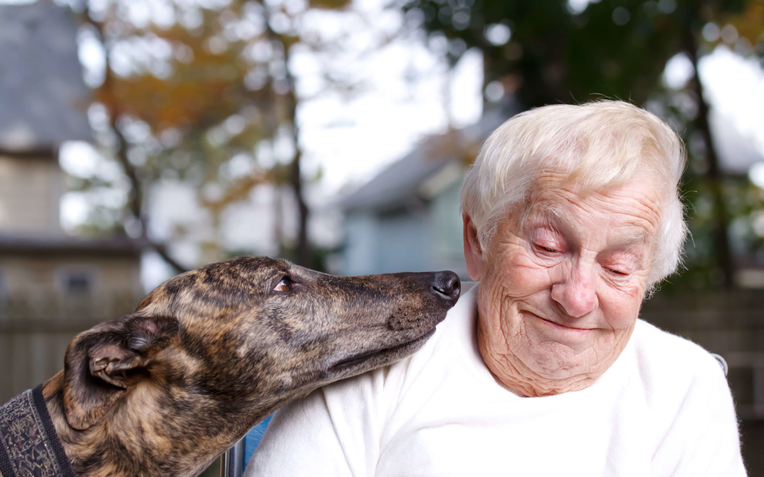 Level 3 Diploma in Animal Assisted Intervention