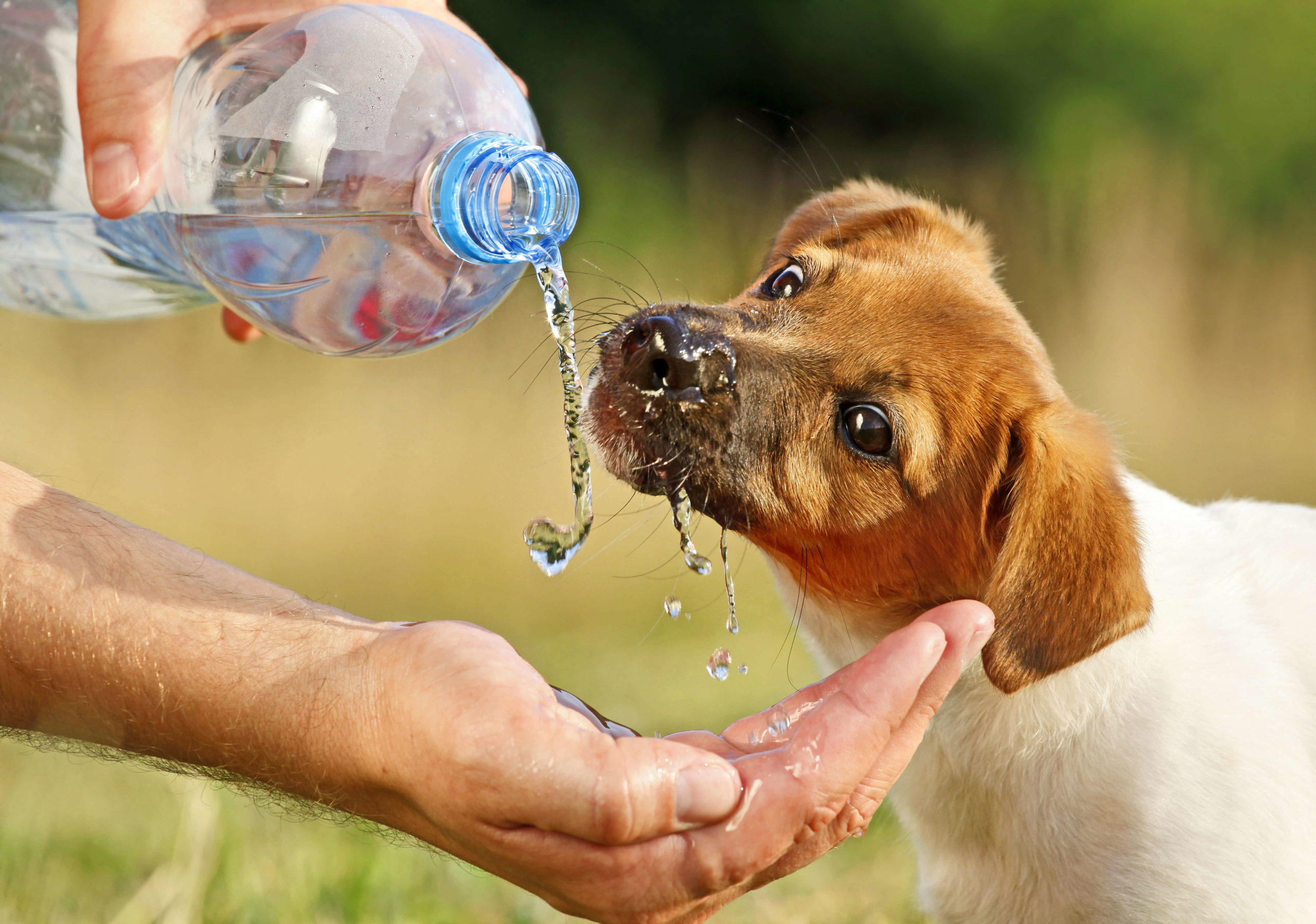 Level 3 Award in Canine Care and Welfare