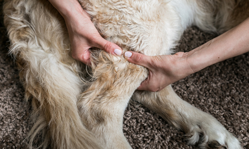 Level 6 Diploma in Veterinary Physiotherapy with Hydrotherapy