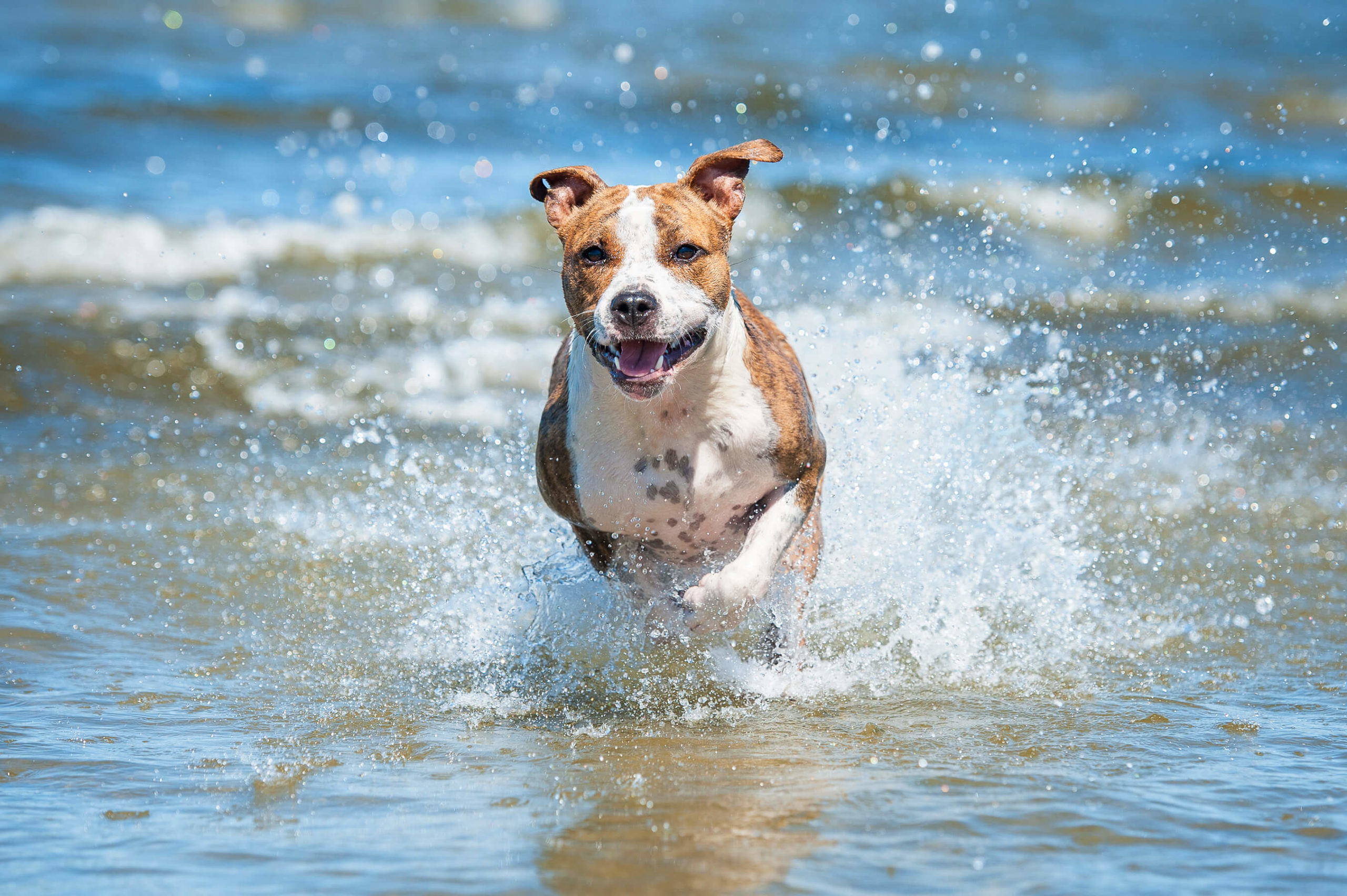 Level 4 Diploma in Canine Welfare, Training and Behaviour