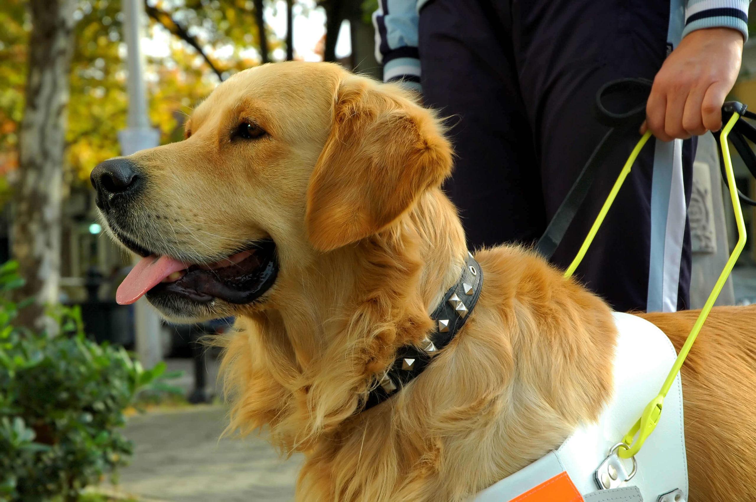 Level 3 Diploma in Assistance Canine Training