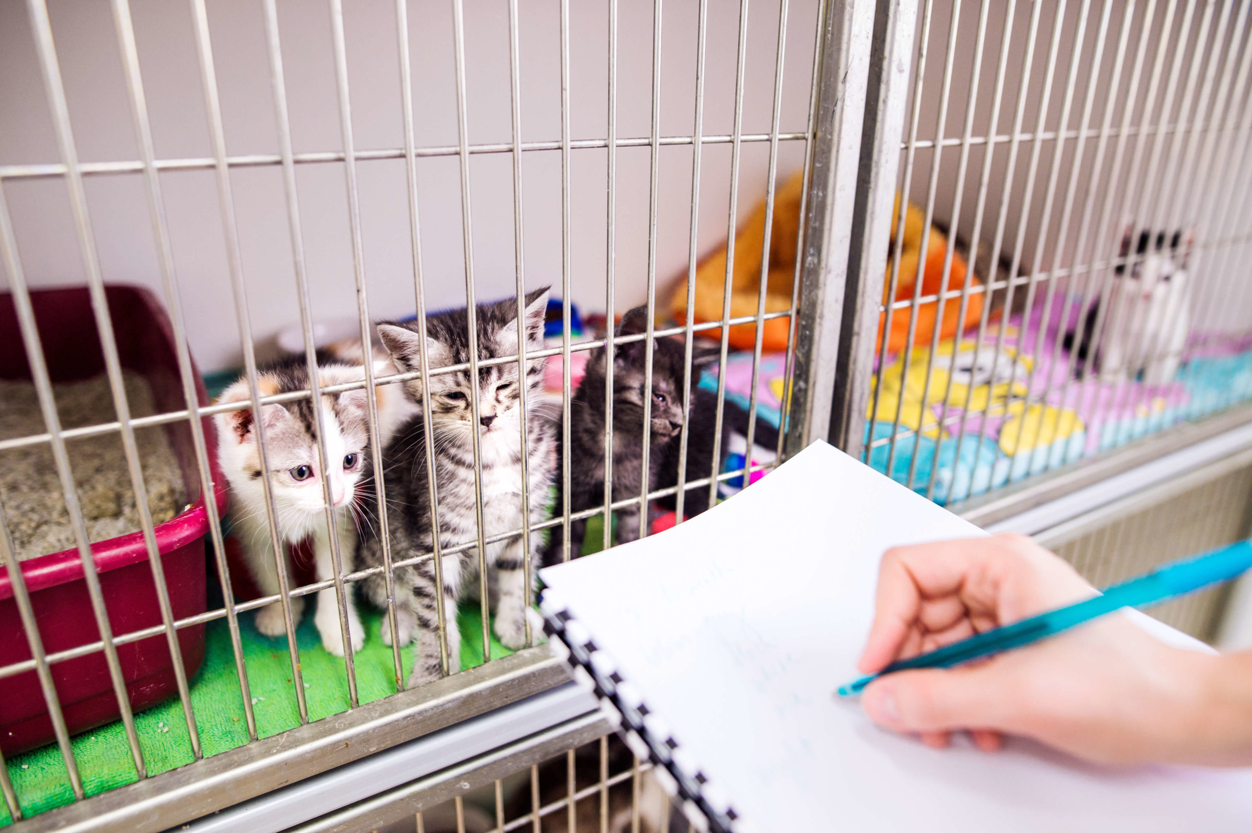 Level 3 Diploma in Feline Care, Welfare and Behaviour