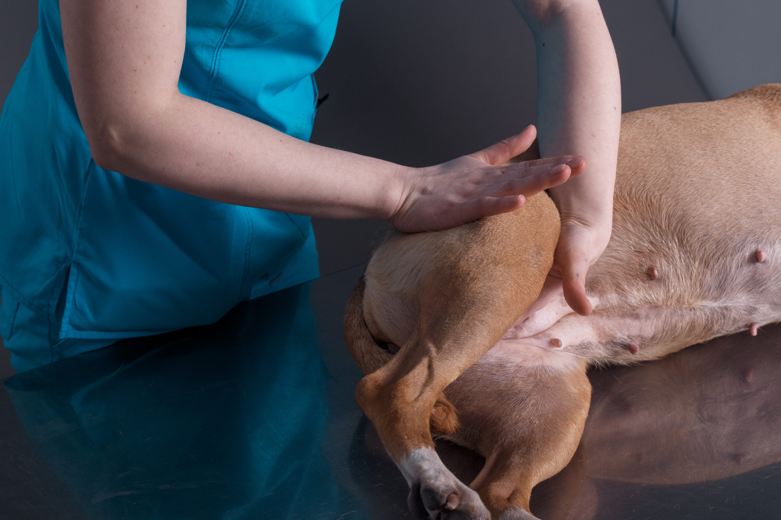 Level 3 Certificate in Small Animal Hydrotherapy + Level 6 Diploma in Veterinary Physiotherapy with Hydrotherapy