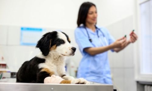 Level 3 Certificate for Veterinary Receptionists