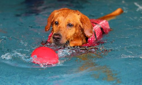 Level 3 Diploma in Small Animal Hydrotherapy (Top up for Veterinary Surgeons and Veterinary Nurses)