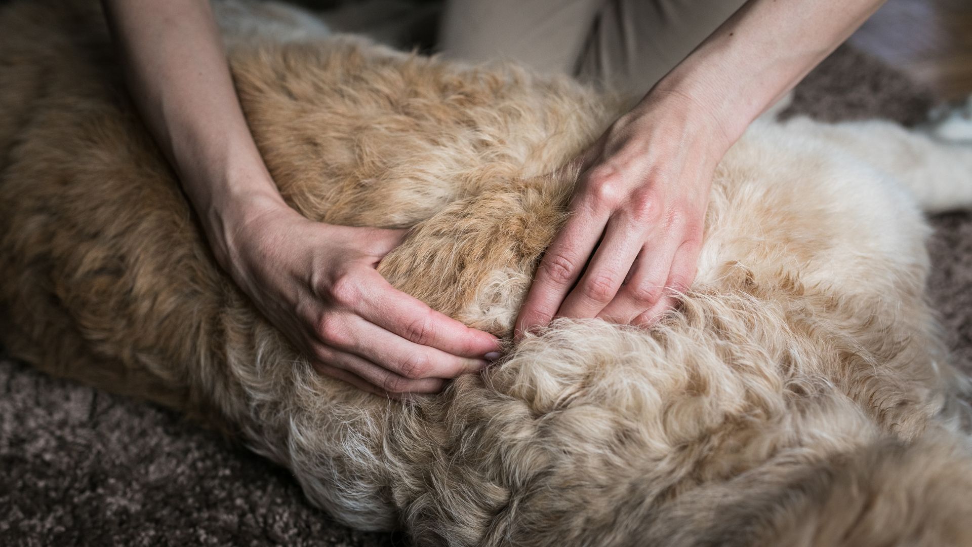 Level 3 Diploma in Canine Massage (Top up for Veterinary Nurses, Veterinary Surgeons, and Veterinary Physiotherapists)