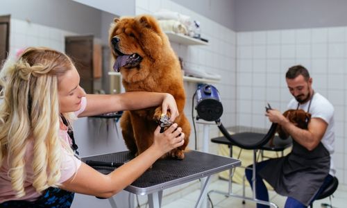 Level 3 Award in Dog Grooming