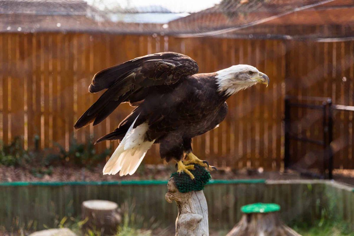 Level 3 Award in Birds of Prey Studies