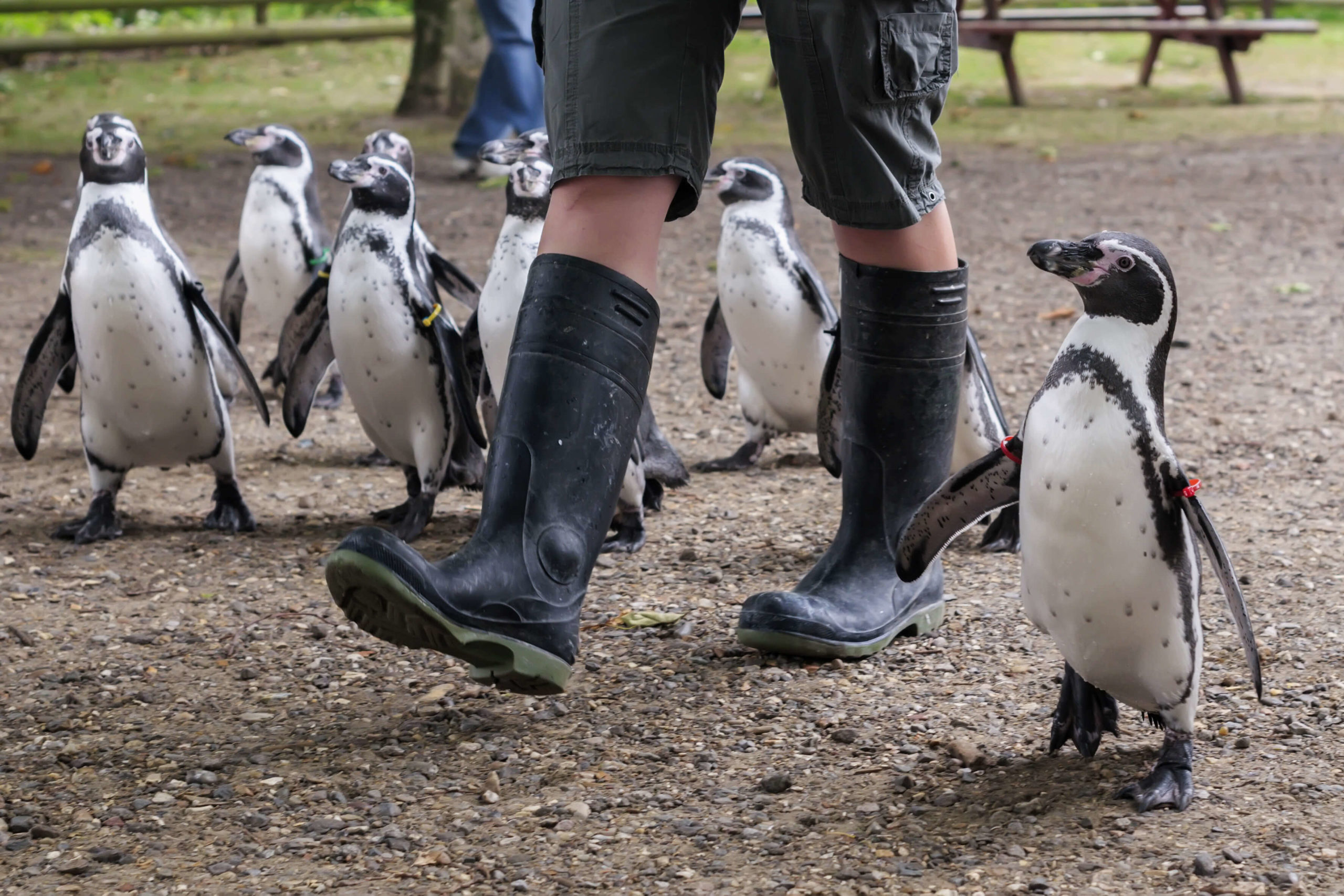 Level 3 Diploma in Zookeeping