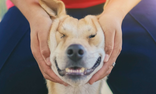 Level 3 Diploma in Canine Massage