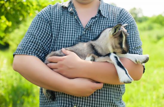 Level 3 Award in Farm Animal Studies