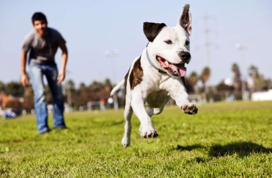 Level 2 Award in Canine Care and Welfare