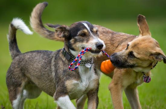 Level 3 Diploma in Canine Care, Behaviour and Welfare