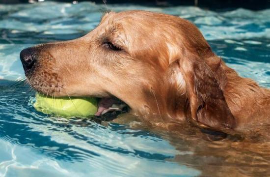 Level 6 Diploma in Veterinary Physiotherapy with Hydrotherapy