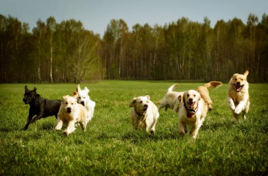 Level 5 Diploma for Canine Behaviour Practitioners