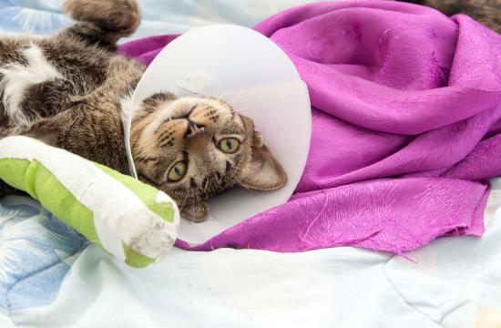 Level 3 Diploma in Feline Care, Welfare and Behaviour