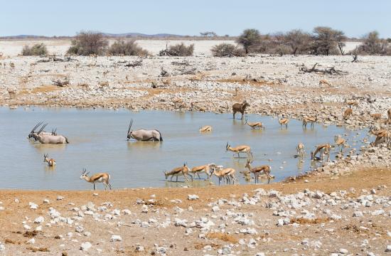 Level 3 Diploma in Sustainable Wildlife Conservation and Biodiversity Management