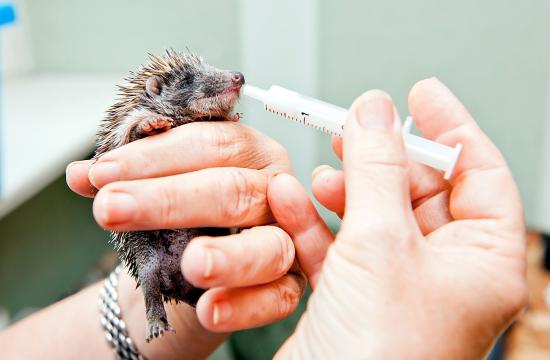 Level 3 Diploma in British Wildlife Rehabilitation Studies