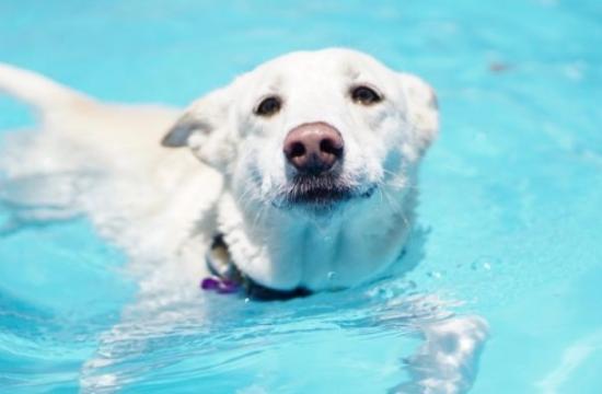 Level 3 Certificate in Small Animal Hydrotherapy + Level 6 Diploma in Veterinary Physiotherapy with Hydrotherapy
